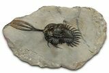 Spiny Trident Walliserops Trilobite - Foum Zguid, Morocco #354577-2